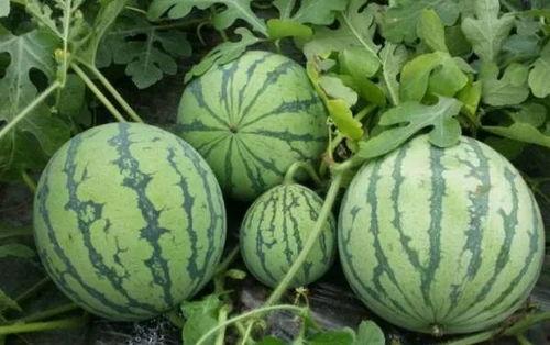 国产草吃瓜黑料在线