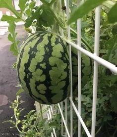 黑瓜吃料为何打不开视频,探究原因及解决方案